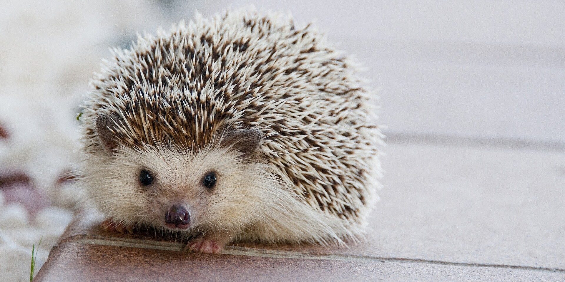 hedgehog-1215140_1920.jpg